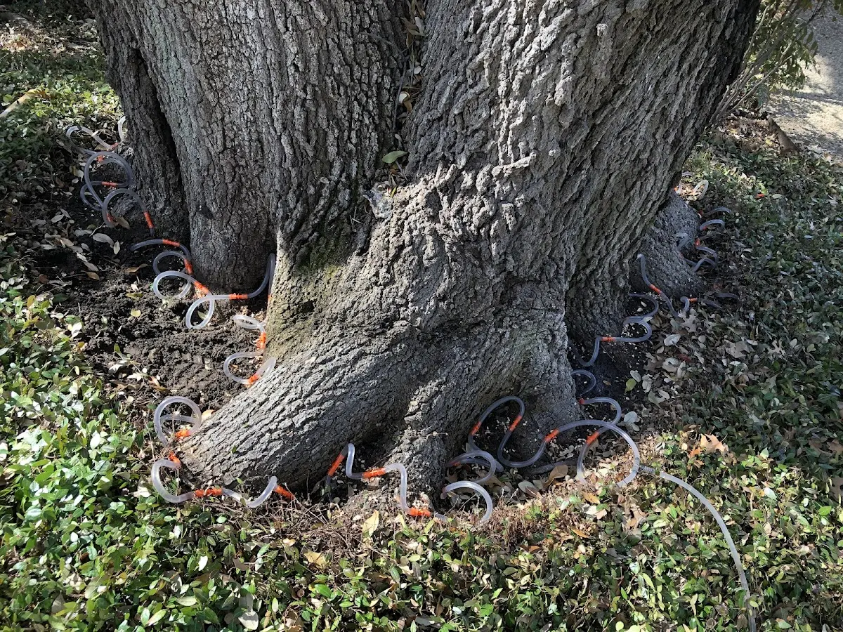 Detailed Tree Cabling and Bracing job site in Camdenton