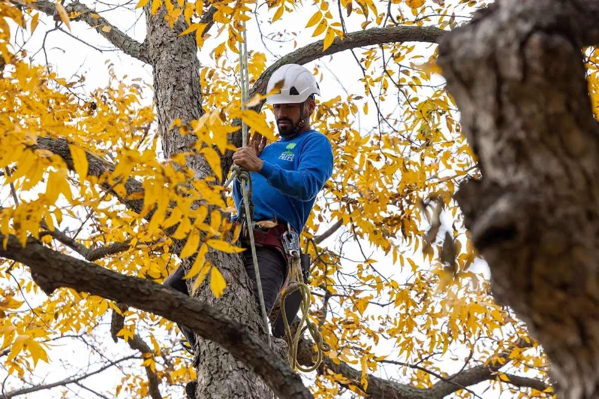 Skilled Tree Planting crew working in Camdenton